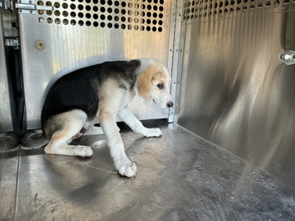 Shelter Stray Female Dog last seen Adcock Rd, Caddo Parish,, 1500 Monty St, Shreveport, LA 71107, USA