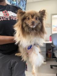 Shelter Stray Female Dog last seen , Caddo Parish, LA, 1500 Monty St, Shreveport, LA 71107, USA
