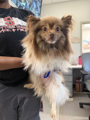Shelter Stray Female Dog last seen , Caddo Parish, LA, 1500 Monty St, Shreveport, LA 71107, USA