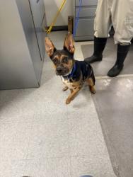 Shelter Stray Female Dog last seen , Caddo Parish, LA, 1500 Monty St, Shreveport, LA 71107, USA