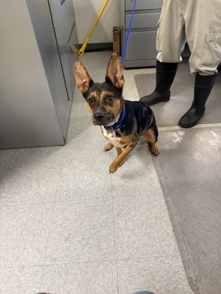 Shelter Stray Female Dog last seen , Caddo Parish, LA, 1500 Monty St, Shreveport, LA 71107, USA