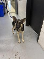 Shelter Stray Female Dog last seen La-1, Caddo Parish, LA, 1500 Monty St, Shreveport, LA 71107, USA