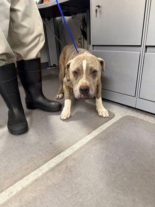 Shelter Stray Male Dog last seen , Caddo Parish, LA, 1500 Monty St, Shreveport, LA 71107, USA