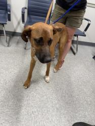 Shelter Stray Male Dog last seen Near E Bert Kouns Suite 201, Caddo Parish, LA, 1500 Monty St, Shreveport, LA 71107, USA