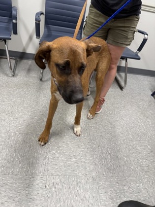 Shelter Stray Male Dog last seen Near E Bert Kouns Suite 201, Caddo Parish, LA, 1500 Monty St, Shreveport, LA 71107, USA