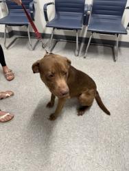 Shelter Stray Male Dog last seen N Market Wendy's, Caddo Parish, LA, 1500 Monty St, Shreveport, LA 71107, USA