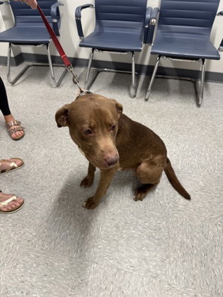 Shelter Stray Male Dog last seen N Market Wendy's, Caddo Parish, LA, 1500 Monty St, Shreveport, LA 71107, USA