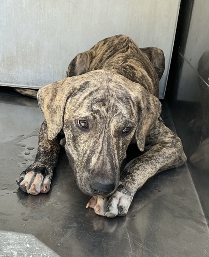 Shelter Stray Unknown Dog last seen W. Jordan St., Caddo Parish, LA, 1500 Monty St, Shreveport, LA 71107, USA