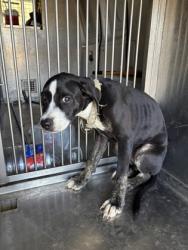 Shelter Stray Male Dog last seen Wyngate, Caddo Parish, LA, 1500 Monty St, Shreveport, LA 71107, USA