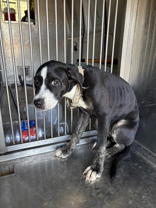 Shelter Stray Male Dog last seen Wyngate, Caddo Parish, LA, 1500 Monty St, Shreveport, LA 71107, USA
