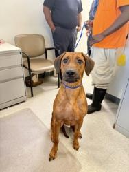 Shelter Stray Female Dog last seen Wilkinson, Caddo Parish, LA, 1500 Monty St, Shreveport, LA 71107, USA