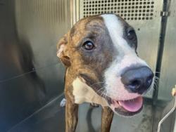 Shelter Stray Female Dog last seen Near Lamar Ave, Caddo Parish, LA, 1500 Monty St, Shreveport, LA 71107, USA