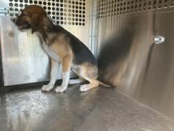 Shelter Stray Female Dog last seen Adcock Rd, Caddo Parish,, 1500 Monty St, Shreveport, LA 71107, USA
