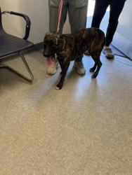 Shelter Stray Female Dog last seen , Caddo Parish, LA, 1500 Monty St, Shreveport, LA 71107, USA