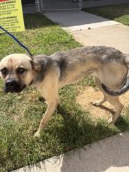 Shelter Stray Male Dog last seen Linwood, Caddo Parish, LA, 1500 Monty St, Shreveport, LA 71107, USA