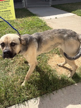 Shelter Stray Male Dog last seen Linwood, Caddo Parish, LA, 1500 Monty St, Shreveport, LA 71107, USA