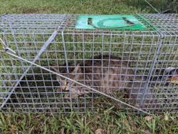 Shelter Stray Female Cat last seen Near Stanberry Drive, Caddo Parish, LA, 1500 Monty St, Shreveport, LA 71107, USA