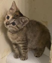 Shelter Stray Female Cat last seen Near Monty, Caddo Parish, LA, 1500 Monty St, Shreveport, LA 71107, USA
