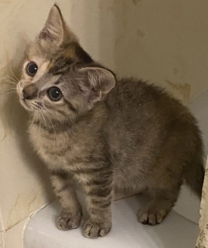 Shelter Stray Female Cat last seen Near Monty, Caddo Parish, LA, 1500 Monty St, Shreveport, LA 71107, USA