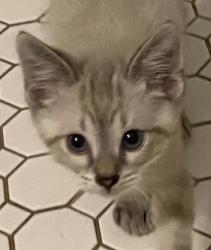Shelter Stray Male Cat last seen Near Monty, Caddo Parish, LA, 1500 Monty St, Shreveport, LA 71107, USA