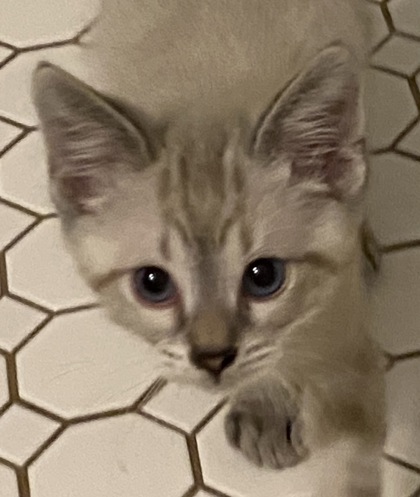 Shelter Stray Male Cat last seen Near Monty, Caddo Parish, LA, 1500 Monty St, Shreveport, LA 71107, USA
