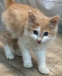 Shelter Stray Female Cat last seen Near Old Mansfield Road 4, Caddo Parish, LA, 1500 Monty St, Shreveport, LA 71107, USA