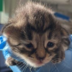 Shelter Stray Female Cat last seen Near Monty St., Caddo Parish, LA, 1500 Monty St, Shreveport, LA 71107, USA