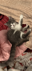 Lost Female Cat last seen Canfield, Botsford, Seymour, CT 06483