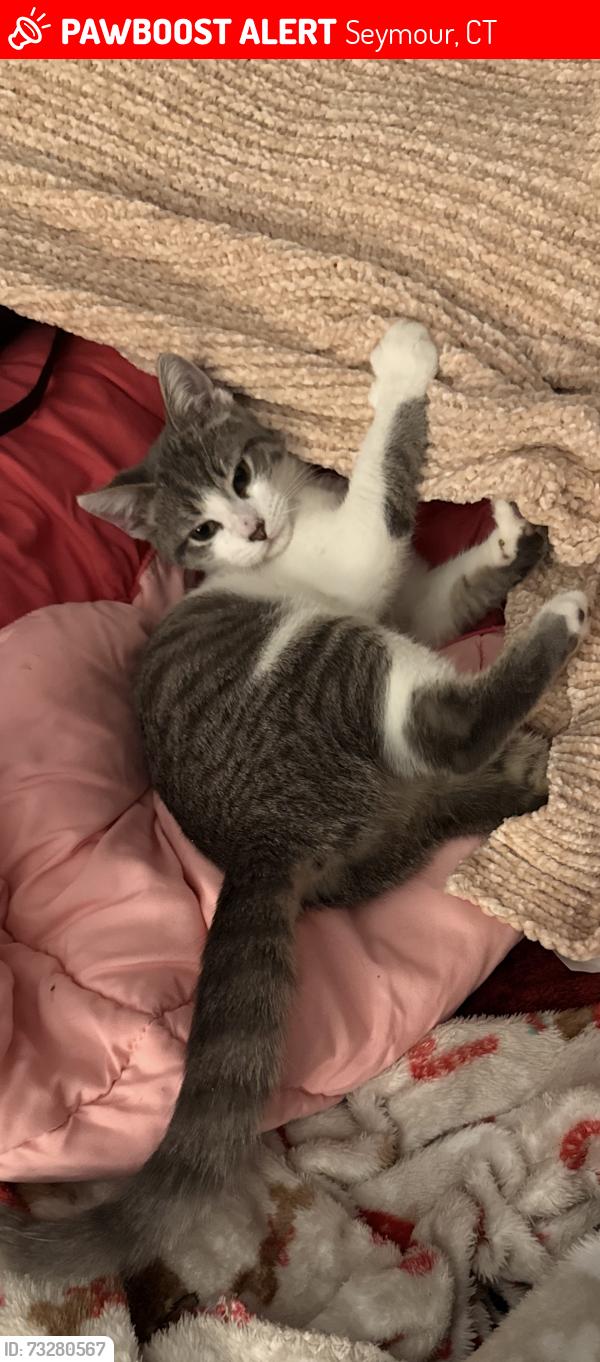Lost Female Cat last seen Canfield, Botsford, Seymour, CT 06483