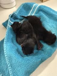Shelter Stray Unknown Cat last seen Near Greenwood Rd, Caddo Parish, LA, 1500 Monty St, Shreveport, LA 71107, USA