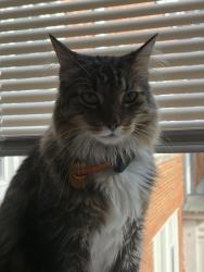 Reunited Male Cat last seen Bennett and Central, Evanston, IL 60203