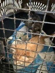 Shelter Stray Unknown Cat last seen Hwy 168, Caddo Parish, LA, 1500 Monty St, Shreveport, LA 71107, USA