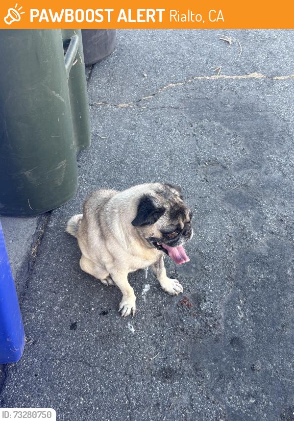 Found/Stray Male Dog last seen Linden Ave, Rialto, CA 92376