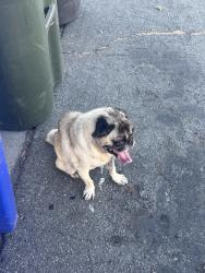 Found/Stray Male Dog last seen Linden Ave, Rialto, CA 92376