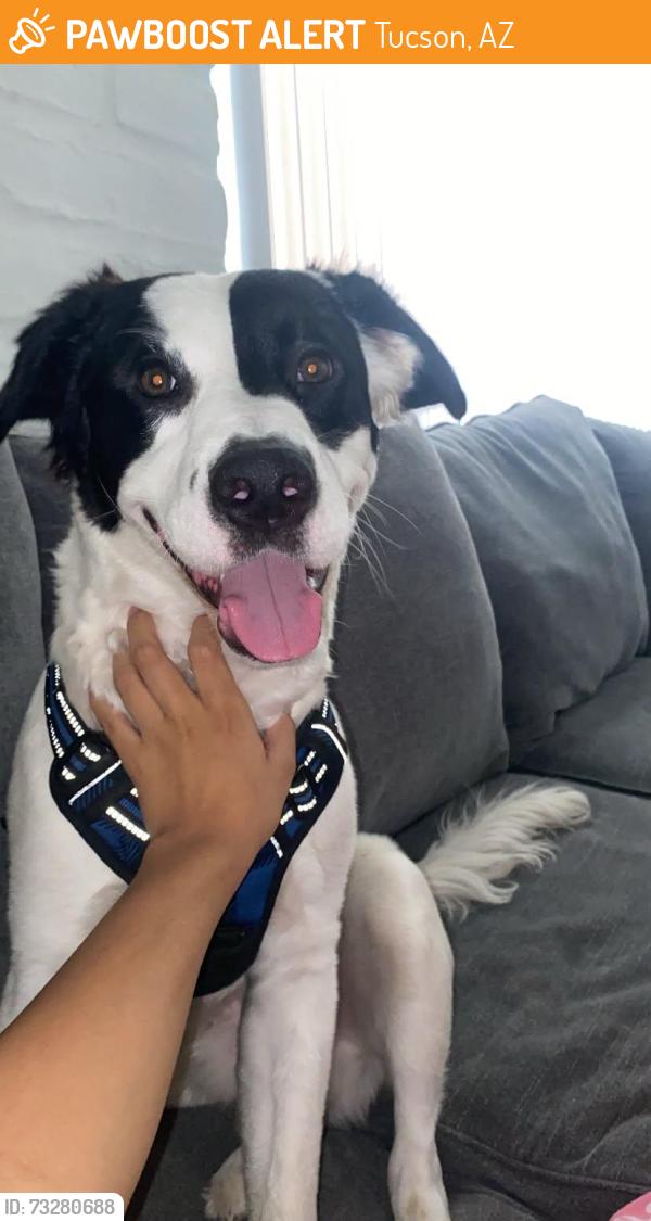 Found/Stray Male Dog last seen 1st/Ft. Lowell, Tucson, AZ 85719