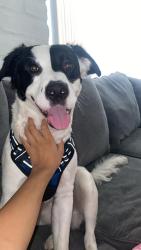 Found/Stray Male Dog last seen 1st/Ft. Lowell, Tucson, AZ 85719