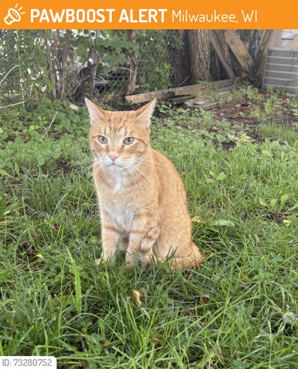 Found/Stray Unknown Cat last seen pine and potter ave, pine ave alley, Milwaukee, WI 53207