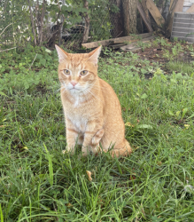 Found/Stray Unknown Cat last seen pine and potter ave, pine ave alley, Milwaukee, WI 53207