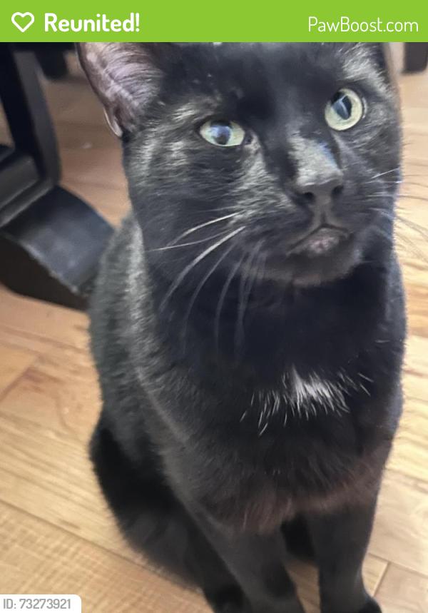 Reunited Male Cat last seen Bridge street & main street, Lumberton Township, NJ 08048