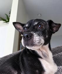Reunited Female Dog last seen Parsons and southgate, Columbus, OH 43207