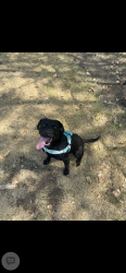 Lost Male Dog last seen 13th and tyler, Wichita, KS 67212
