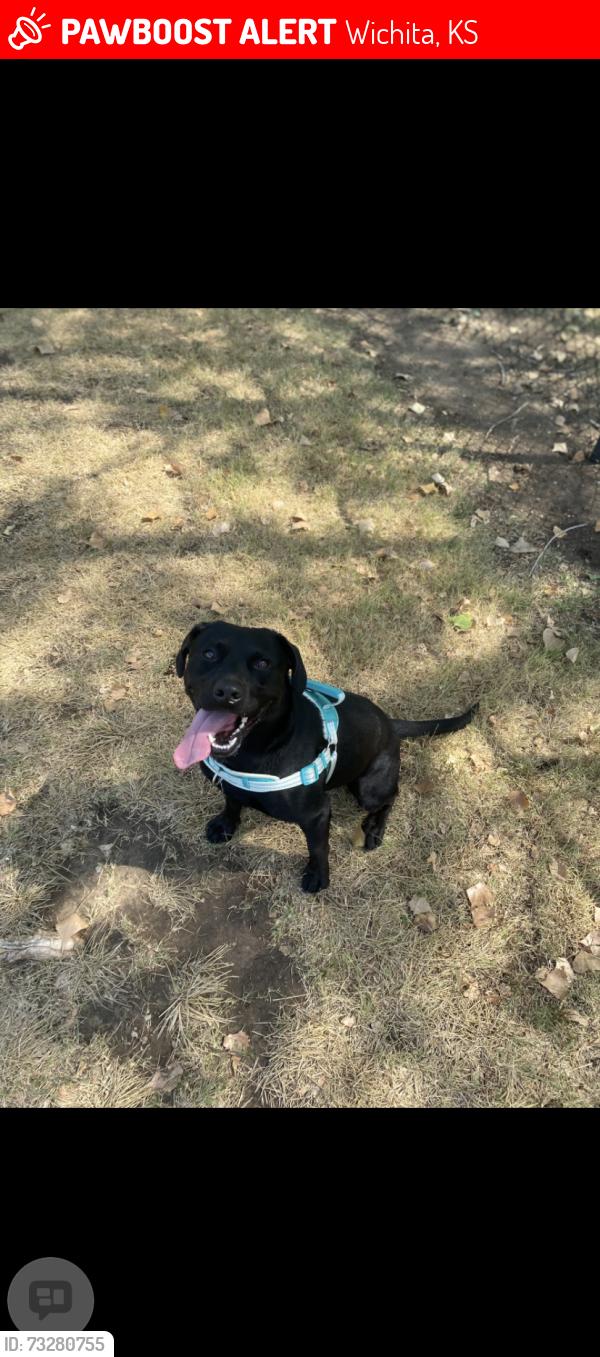 Lost Male Dog last seen 13th and tyler, Wichita, KS 67212