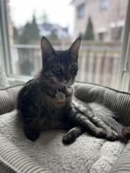 Lost Male Cat last seen Birchwood Dr & Ravine Dr (Lorne Park), Mississauga, ON L5J 4A7