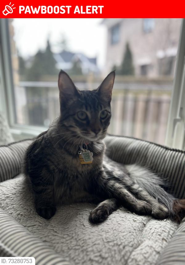 Lost Male Cat last seen Birchwood Dr & Ravine Dr (Lorne Park), Mississauga, ON L5J 4A7