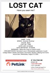 Lost Male Cat last seen Nearby the Kernstown street, College Station, TX 77845