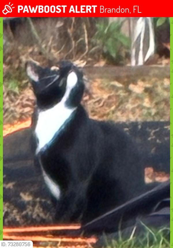 Lost Female Cat last seen Bloomingdale Villas in Brandon, FL, USA, Brandon, FL 33511
