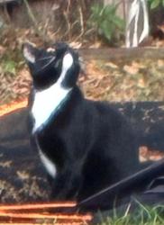 Lost Female Cat last seen Bloomingdale Villas in Brandon, FL, USA, Brandon, FL 33511