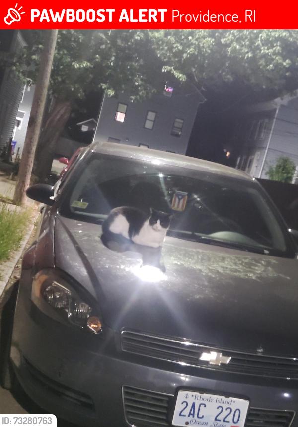 Lost Female Cat last seen Steuben street and Amsterdam Street, Providence, RI 02909