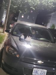 Lost Female Cat last seen Steuben street and Amsterdam Street, Providence, RI 02909