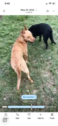 Lost Female Dog last seen Near and tyler, Wichita, KS 67212
